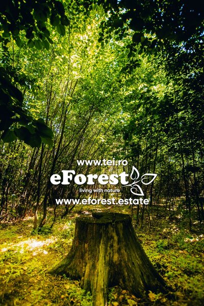 Crevedia, Loturi de casa intre 2 paduri, cu intrare din DN, eForest 1