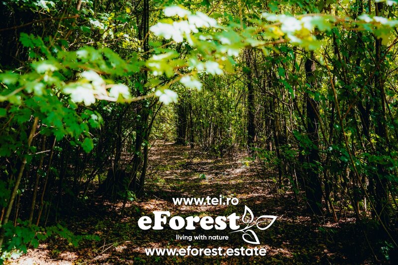 Crevedia, Loturi de casa intre 2 paduri, cu intrare din DN, eForest 1