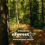 Crevedia, Loturi de casa intre 2 paduri, cu intrare din DN, eForest 1